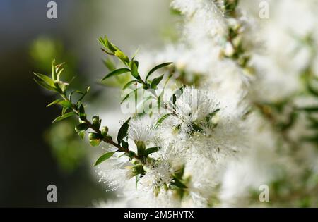 Fleurs blanches crème d'un arbre à thé australien de Melaleuca, famille des Myrtaceae. Endémique à la Nouvelle-Galles du Sud. Également connu sous le nom de myrte de miel. Les feuilles font de l'huile d'arbre à thé Banque D'Images