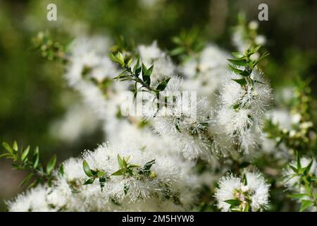 Fleurs blanches crème d'un arbre à thé australien de Melaleuca, famille des Myrtaceae. Endémique à la Nouvelle-Galles du Sud. Également connu sous le nom de myrte de miel. Les feuilles font de l'huile d'arbre à thé Banque D'Images
