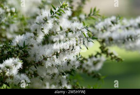 Fleurs blanches crème d'un arbre à thé australien de Melaleuca, famille des Myrtaceae. Endémique à la Nouvelle-Galles du Sud. Également connu sous le nom de myrte de miel. Les feuilles font de l'huile d'arbre à thé Banque D'Images