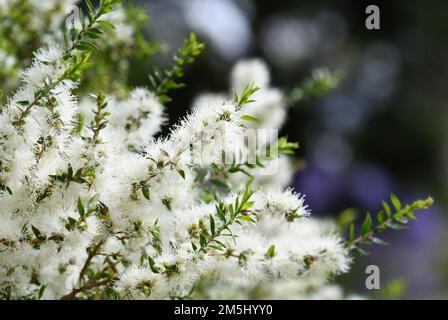 Fleurs blanches crème d'un arbre à thé australien de Melaleuca, famille des Myrtaceae. Endémique à la Nouvelle-Galles du Sud. Également connu sous le nom de myrte de miel. Les feuilles font de l'huile d'arbre à thé Banque D'Images