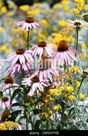 Coloré ensoleillé jardin de fleurs sauvages d'été de coneflowers roses Echinacea purpuremum et fleurs jaunes feuillage gris de neige en été Cerastium tomentosum Banque D'Images