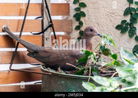 La colombe riante nicheuse (Spilopelia senegalensis) est un petit pigeon qui est un éleveur résident en Afrique, au Moyen-Orient, en Asie du Sud et en Austr Banque D'Images