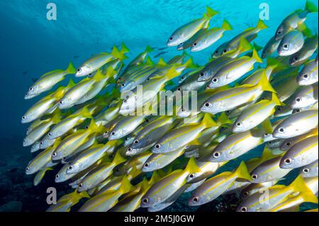 Scolarisation vivaneau à rayures bruns, Lutjanus vitta, Raja Ampat, Papouasie occidentale, Indonésie Banque D'Images