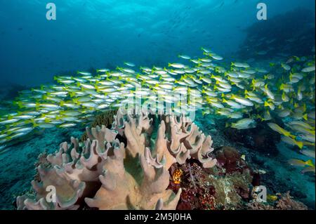 Scolarisation vivaneau à rayures bruns, Lutjanus vitta, Raja Ampat, Papouasie occidentale, Indonésie Banque D'Images