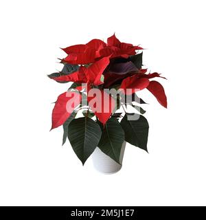 Rouge poinsettia traditionnelle fleur de Noël en pot isolé objet découpé, lumineux décoration de saison pour les vacances d'hiver, chemin d'écrêtage Banque D'Images