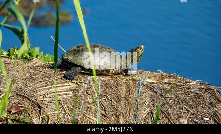 Une tortue d'étang européenne dans les marécages du delta du danube Banque D'Images