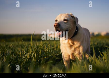 Chien heureux dans la nature printanière. Le vieux labrador content retriever lors de la promenade à travers le champ. Banque D'Images