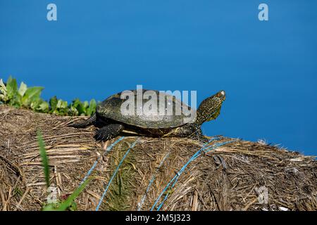 Une tortue d'étang européenne dans les marécages du delta du danube Banque D'Images