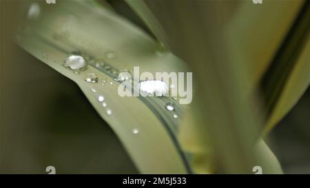 L'eau tombe sur le féaf vert Banque D'Images