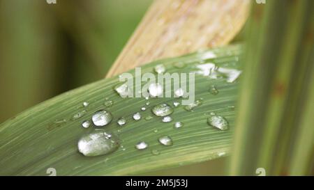 L'eau tombe sur le féaf vert Banque D'Images