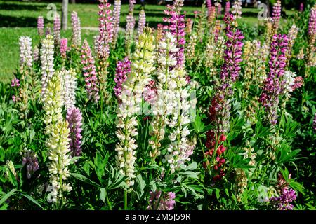 Beaucoup de fleurs roses vives de Lupinus, communément connu sous le nom de lupin ou lupin, en pleine fleur et herbe verte dans un jardin de printemps ensoleillé, belle flore extérieure Banque D'Images