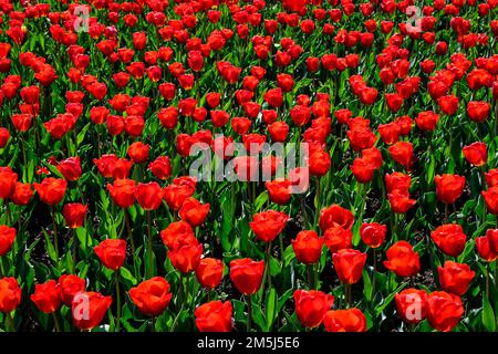Beaucoup de tulipes rouges vives délicates en pleine fleur dans un jardin ensoleillé de printemps, beau fond floral extérieur photographié avec une mise au point douce Banque D'Images