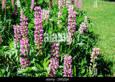 Beaucoup de fleurs roses vives de Lupinus, communément connu sous le nom de lupin ou lupin, en pleine fleur et herbe verte dans un jardin de printemps ensoleillé, belle flore extérieure Banque D'Images