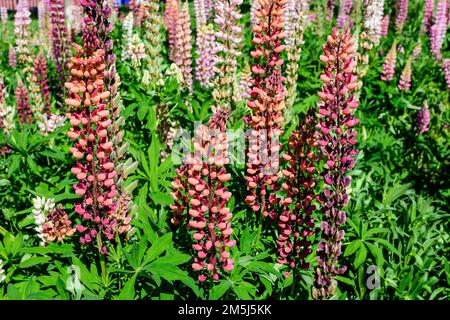 Beaucoup de fleurs roses vives de Lupinus, communément connu sous le nom de lupin ou lupin, en pleine fleur et herbe verte dans un jardin de printemps ensoleillé, belle flore extérieure Banque D'Images