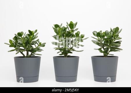 trois plantes de crassula ovata ou d'argent ou de jade arbre dans des pots de même taille dans une rangée sur un fond blanc Banque D'Images