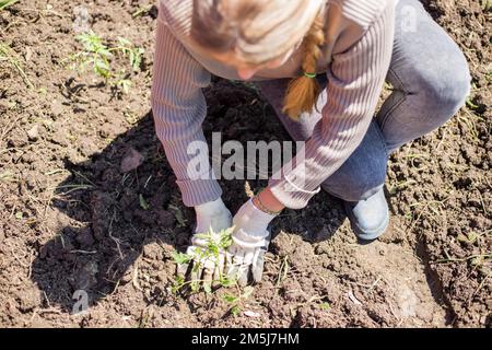 Une femme plante des plants de tomate dans le sol. Culture de légumes dans le jardin. Loisirs et loisirs. Banque D'Images