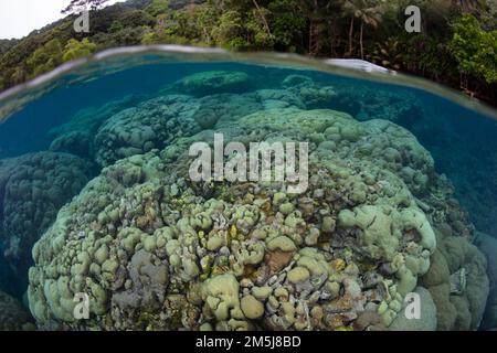 Un récif de corail composé presque entièrement de coraux, Porites sp., pousse dans les îles Salomon. Ce pays a une incroyable biodiversité marine. Banque D'Images