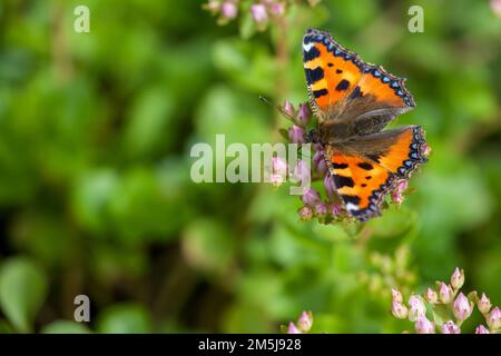 Gros plan d'un petit tortoiseshell (Aglais urticae) assis sur des fleurs roses et se nourrissant Banque D'Images