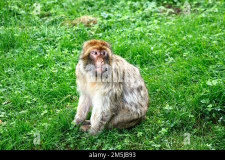 Singe macaque de Barbarie dans la forêt de singes de trentham stoke sur trent Banque D'Images