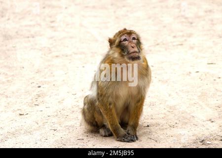 Singe macaque de Barbarie dans la forêt de singes de trentham stoke sur trent Banque D'Images