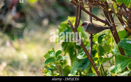 Zèbre mauricien finch, bord indigène perché sur la faune et nichant dans un feuillage dense de forêt montrant des plumes rouges et grises de poitrine et de queue Banque D'Images