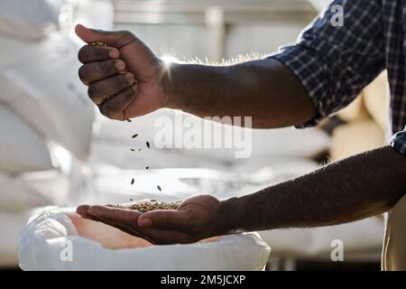 Gros plan de l'agriculteur afro-américain qui choisit de bonnes céréales lors de la récolte à la ferme Banque D'Images