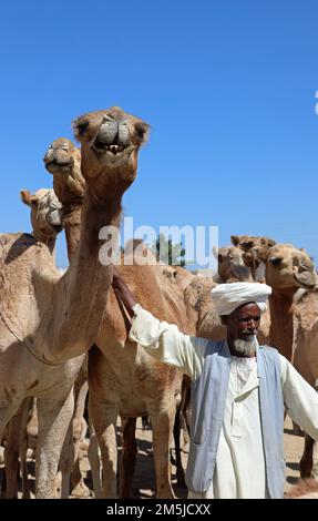 Marchand de chameaux avec ses animaux au marché de Keren en Erythrée Banque D'Images