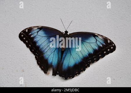 Peleides Blue Morpho - Morpho Peleides - papillon tropical assis sur un mur blanc. Banque D'Images