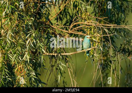 Un rouleau bleu européen dans le delta du Danube Banque D'Images