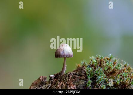 Un gros plan d'un shroom (Psilocybe cubensis) sur fond flou Banque D'Images