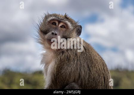 Maurice grand bassin macaque singe gros plan tête et épaules vue de bas niveau Banque D'Images