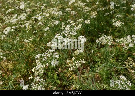 Conopodium majus en fleur Banque D'Images