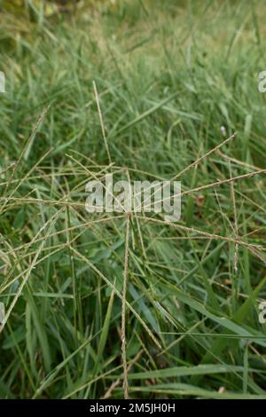 Cynodon dentylon herbe en fleur Banque D'Images