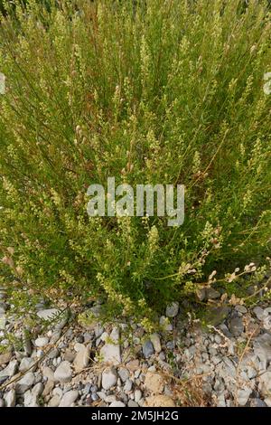 Reseda lutea plante en fleur Banque D'Images