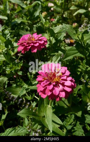 Zinnia elegans fleurs colorées Banque D'Images