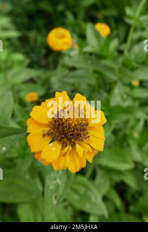 Zinnia elegans fleurs colorées Banque D'Images