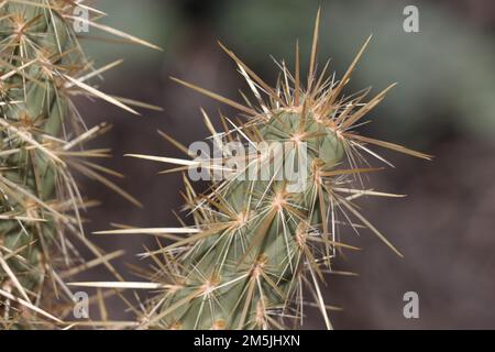 Des épines blanchâtres bronzées dépassent des aréoles trichomatiques glochidiates de Cylindropuntia Ganderi, Cactaceae, indigènes dans le désert de la vallée de Borrego, en automne. Banque D'Images