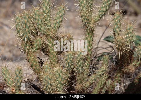 Des épines blanchâtres bronzées dépassent des aréoles trichomatiques glochidiates de Cylindropuntia Ganderi, Cactaceae, indigènes dans le désert de la vallée de Borrego, en automne. Banque D'Images