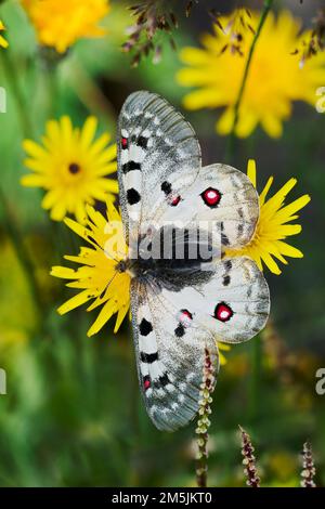 Alpenapollo, Parnassius sacerdos, papillon alpine d'Apollon Banque D'Images