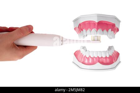 Brossage, nettoyage des dents, mâchoire supérieure avec brosse à dents électrique isolée sur fond blanc. Concept d'hygiène dentaire orale. Photo de haute qualité Banque D'Images