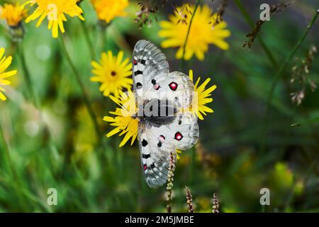 Alpenapollo, Parnassius sacerdos, papillon alpine d'Apollon Banque D'Images