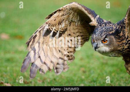 Bubo bubo, Uhu, grand-duc d'Europe Banque D'Images