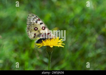 Alpenapollo, Parnassius sacerdos, papillon alpine d'Apollon Banque D'Images
