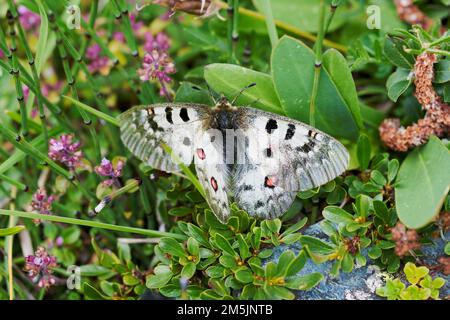 Alpenapollo, Parnassius sacerdos, papillon alpine d'Apollon Banque D'Images