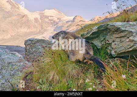 Alpenmurmeltier, Marmota marmota, Marmot alpin Banque D'Images