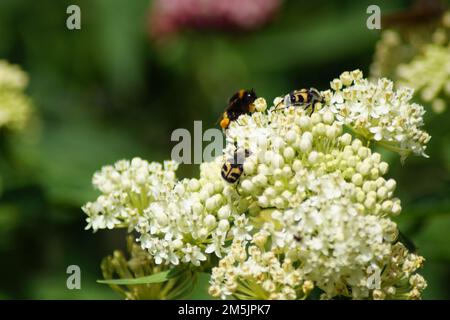 Coléoptère en forme de bande Trichius fasciatus sur fleur blanche Banque D'Images