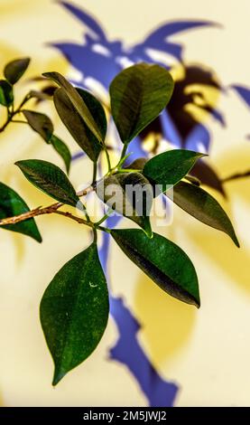 Ombre de l'arbre Ficus Bonsai Banque D'Images