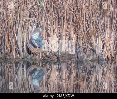 Un Heron vert (Butorides virescens) perche sur le bord d'un lac Franklin Canyon à Los Angeles, CA. Banque D'Images