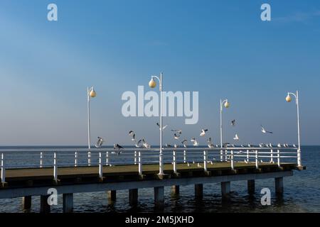 Mouettes assises sur la rampe d'un quai en bois au bord de la mer. Photo prise par temps ensoleillé Banque D'Images