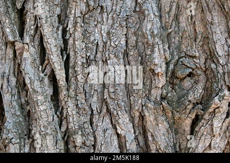 Gros plan de la texture de l'écorce d'un arbre ancien abîmé Banque D'Images